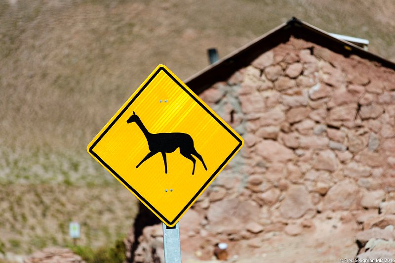 20160331_110913 D4S.jpg - A very rare guanaco road sign!!